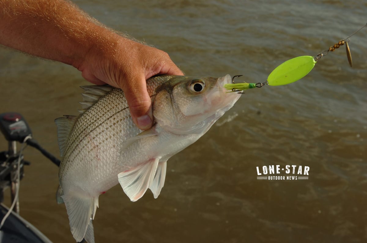 White Bass Fishing: Simple How-To Techniques and Tips - Best
