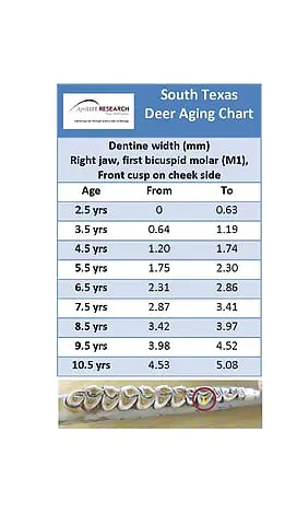 EnlargedDeerAgingChart1