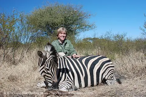 zebra