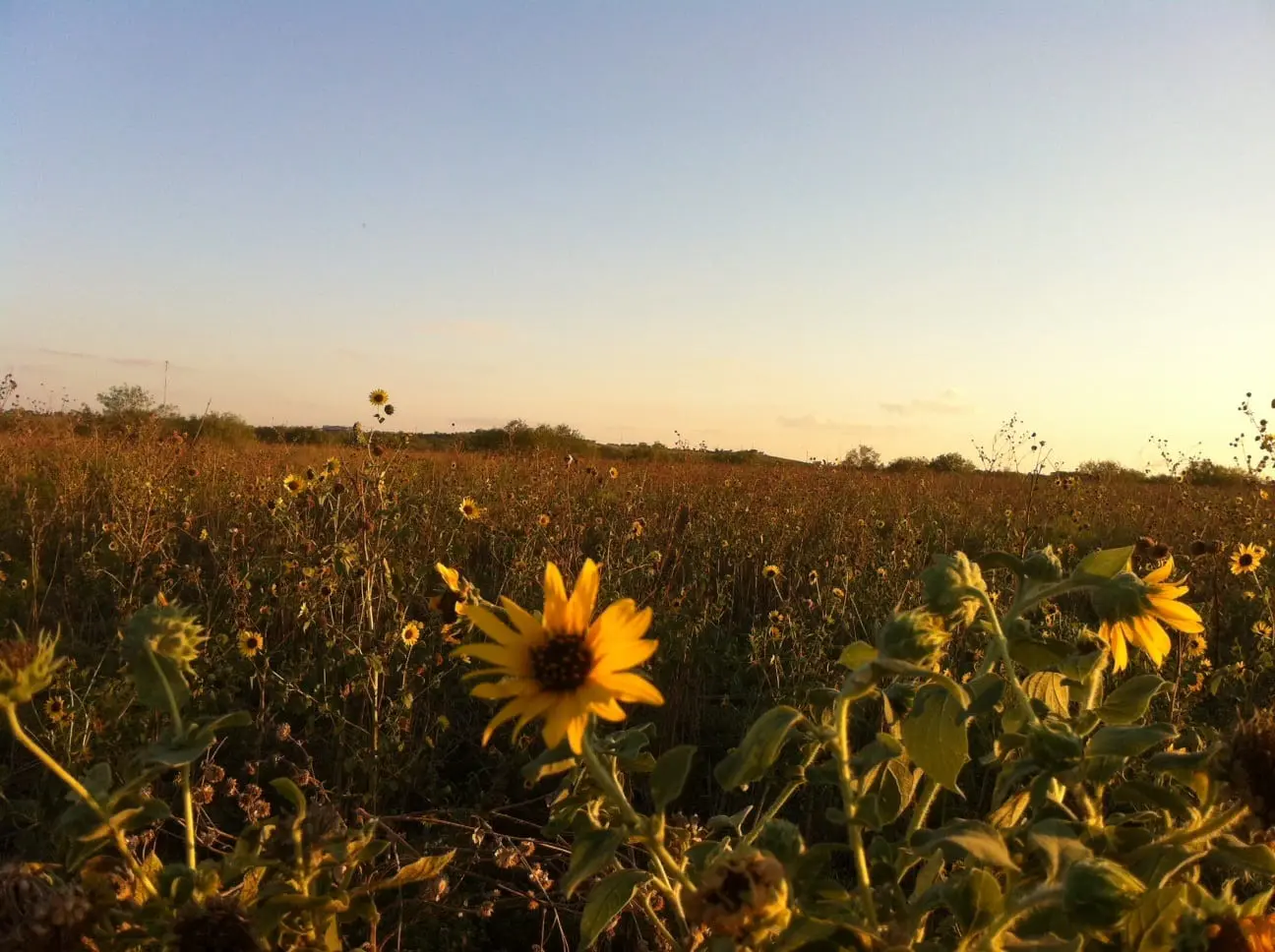 sunflower