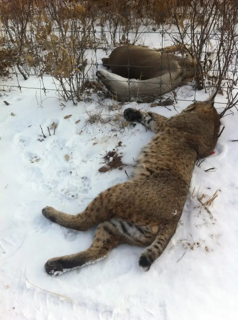 SNOW KITTY: The author found this cat near a fence after the bobcat would not leave a freshly-dead deer. Photo by David J. Sams, LSON.