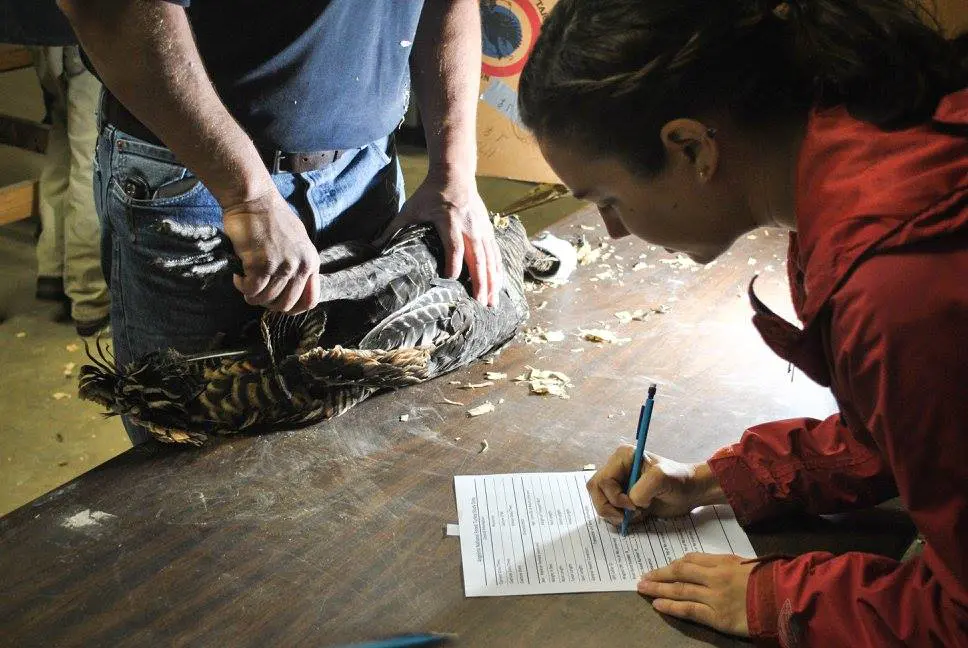 The biologist writes down the tag information. Biologists can refer to this information sheet in the future when they record more data on the turkey. 