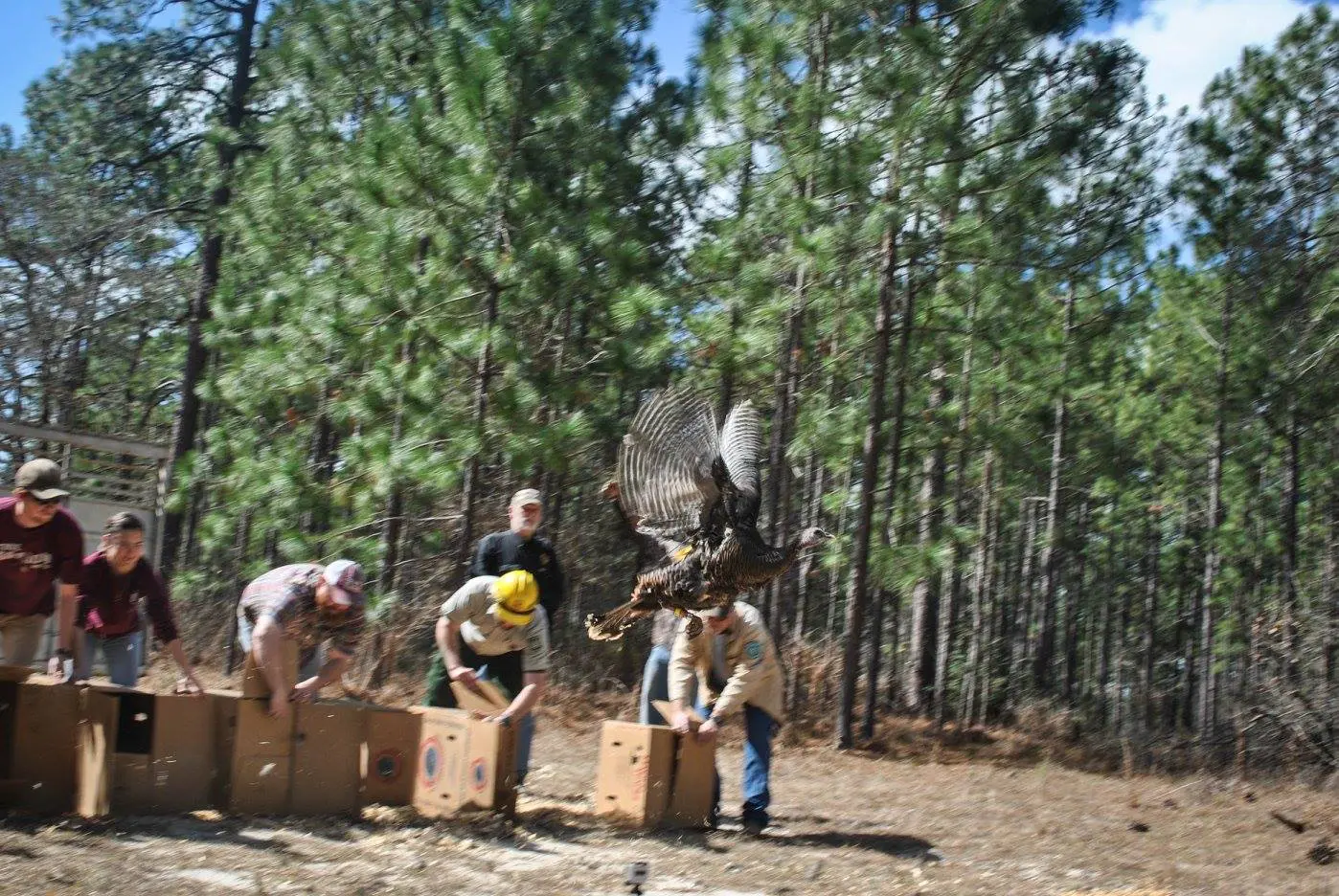 It takes a second for the turkey to get off the ground.