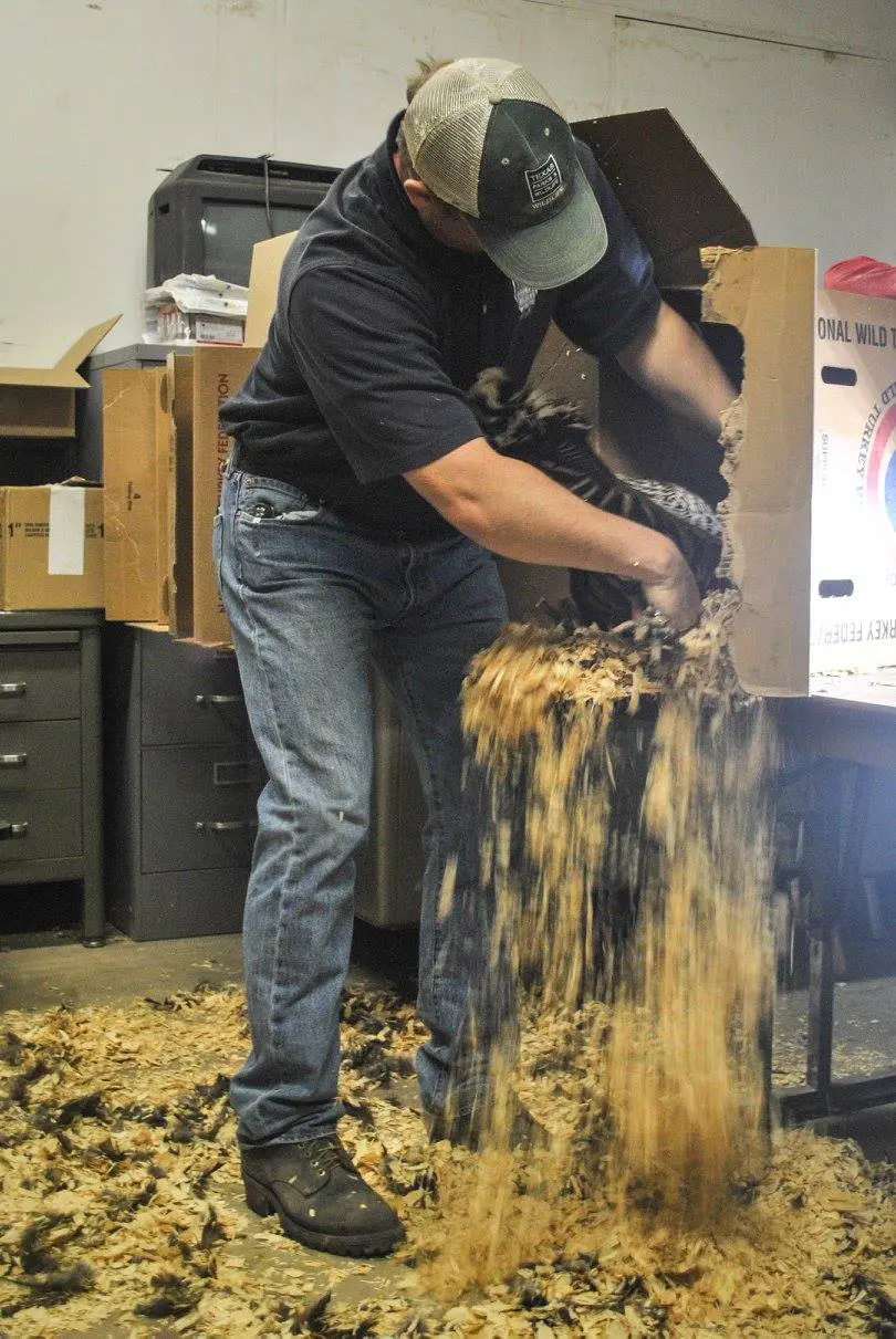 The turkeys traveled to Texas on a bed of wood chips and feathers in their respective boxes. Hardin pushes some of the wood chips out of the way to pull the turkey out of its box.