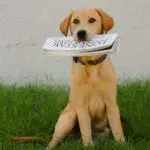 Dakota the office dog with Lone Star Outdoor News