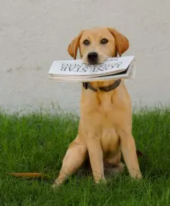 Dakota the office dog with Lone Star Outdoor News