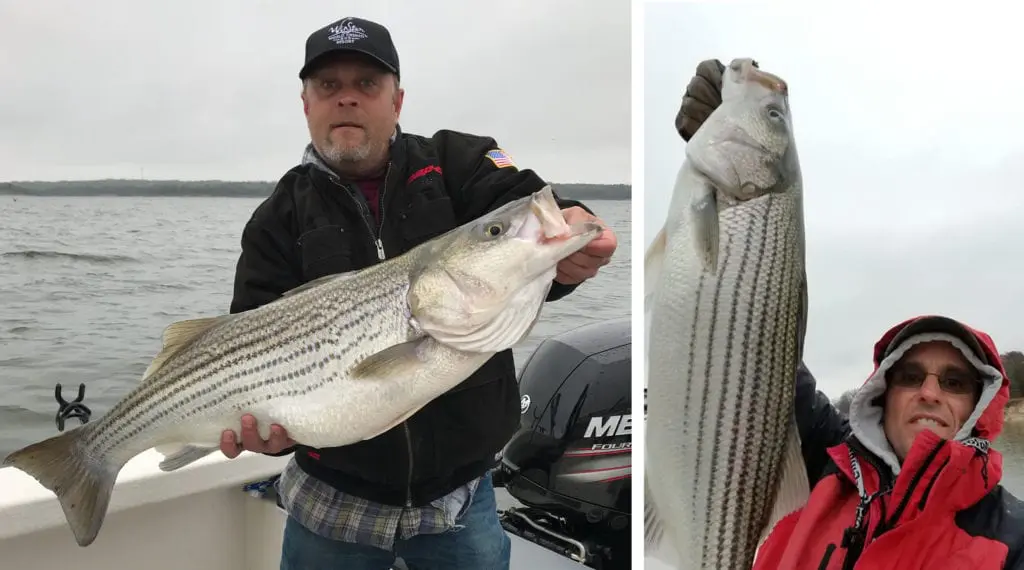 winter striped bass