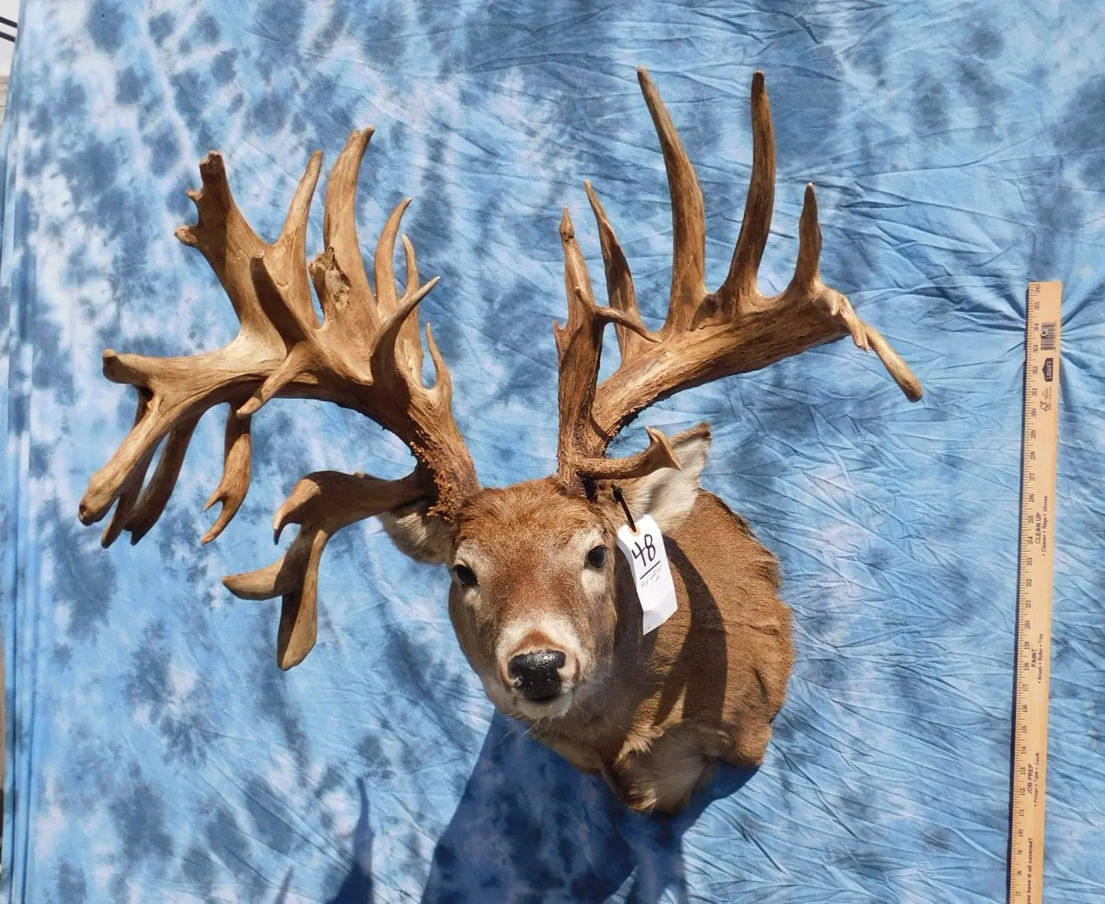 Giant taxidermy auction comes to Fort Worth - Texas Hunting & Fishing |  Lone Star Outdoor News