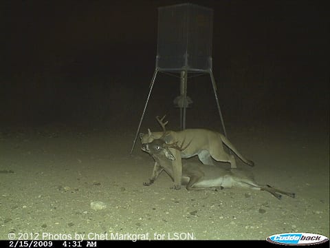 Mountain Lion Trail Cam Picture