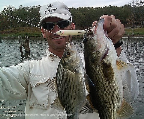 White bass on the rise in Fork - Texas Hunting & Fishing