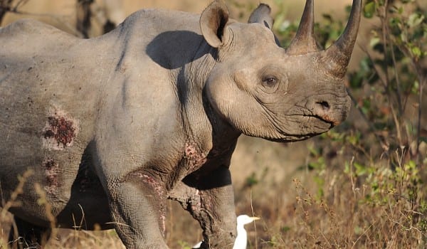 Black rhino auction proceeding, death threats aside