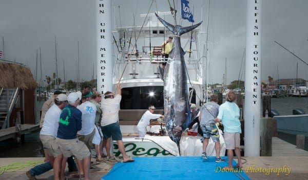 Texas state record blue marlin caught during Bastante tournament