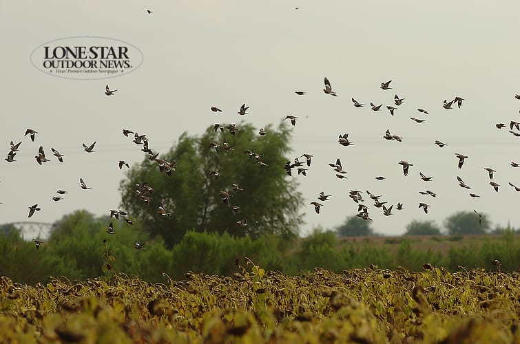 Texas Dove Season Prospects Looking Up Texas Hunting Fishing Lone Star Outdoor News