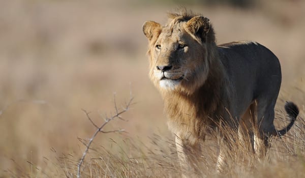 Op-Ed: African Lion Conservation Crippled by USFWS Ruling