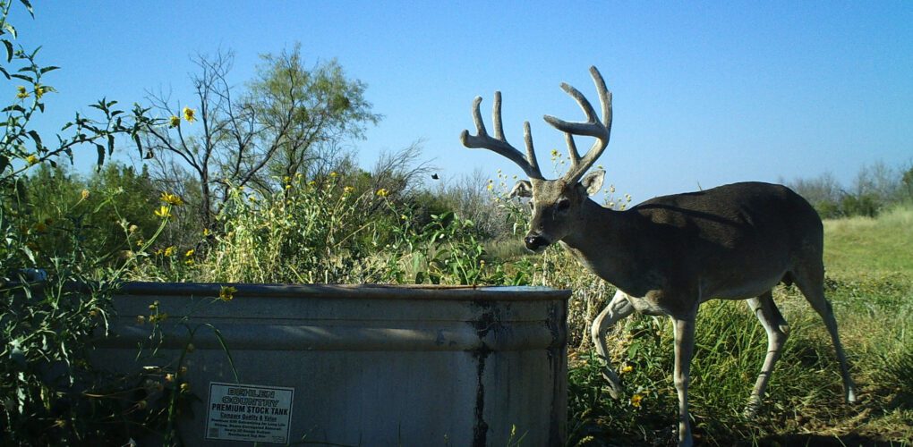 Texas hunting season dates and new regulation changes for the 20222023