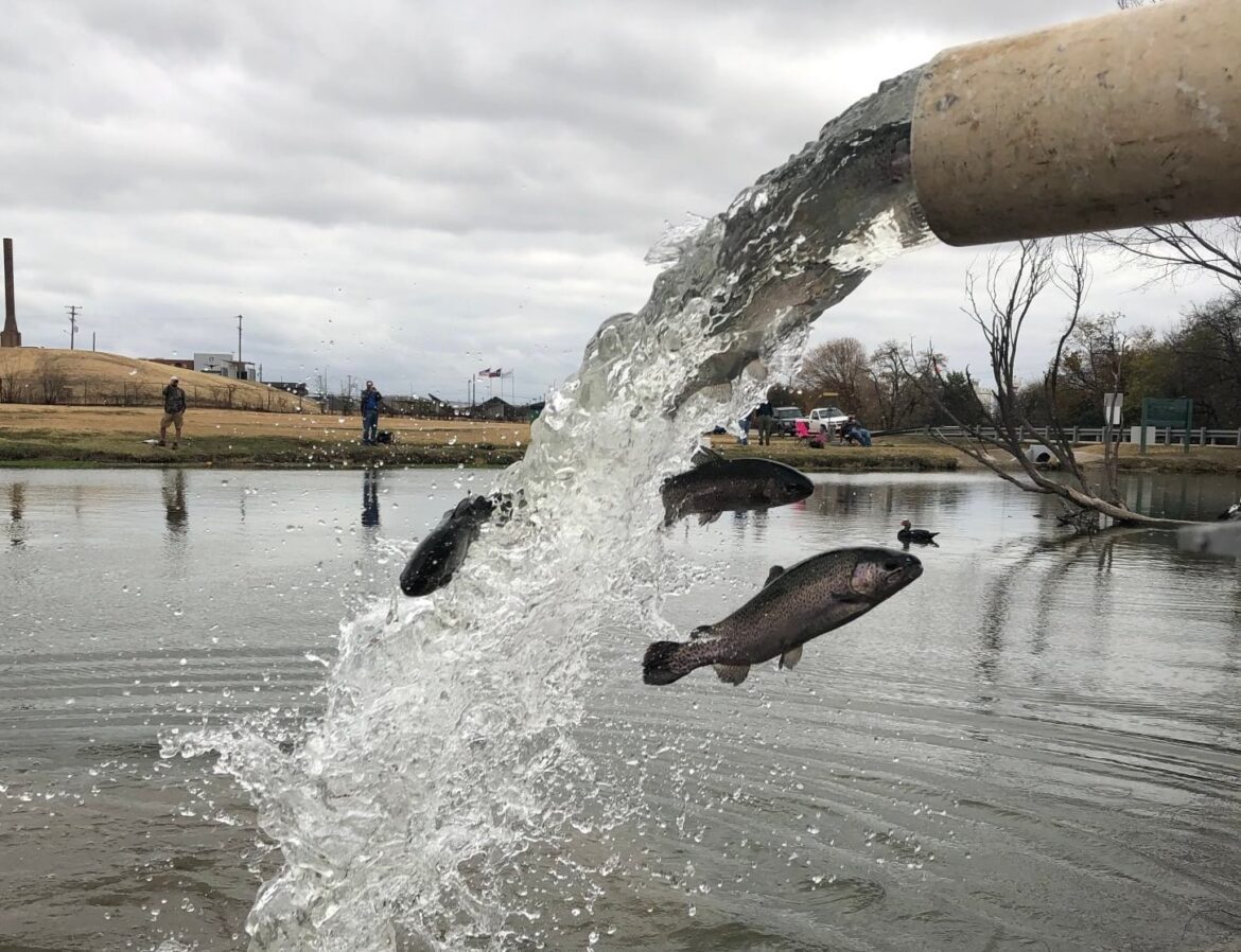 Annual rainbow trout stocking begins Nov. 23 Texas Hunting & Fishing