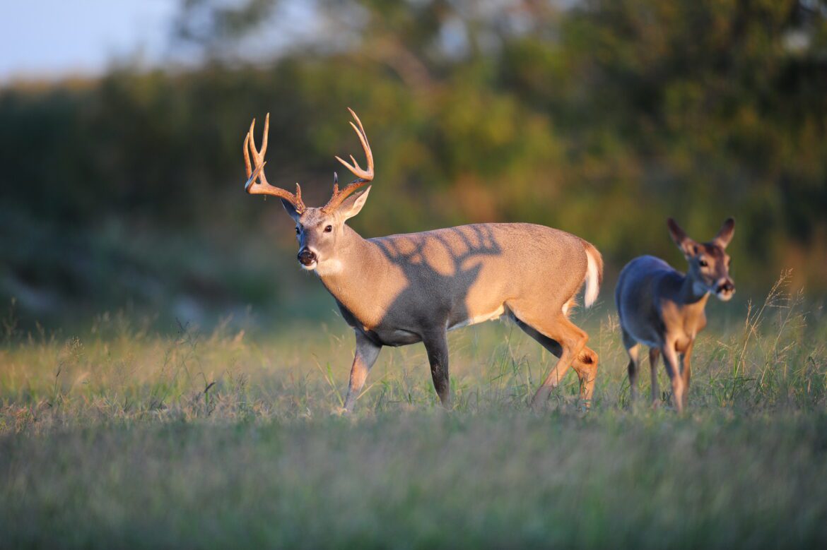 Deer hunters out in force - Texas Hunting & Fishing | Lone Star Outdoor ...