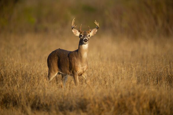 South Texas deer study produces surprising results