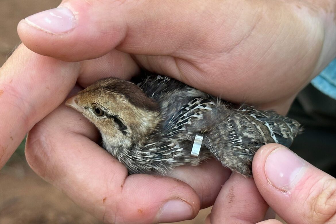 Bobwhite quail forecast trending up with rainfall