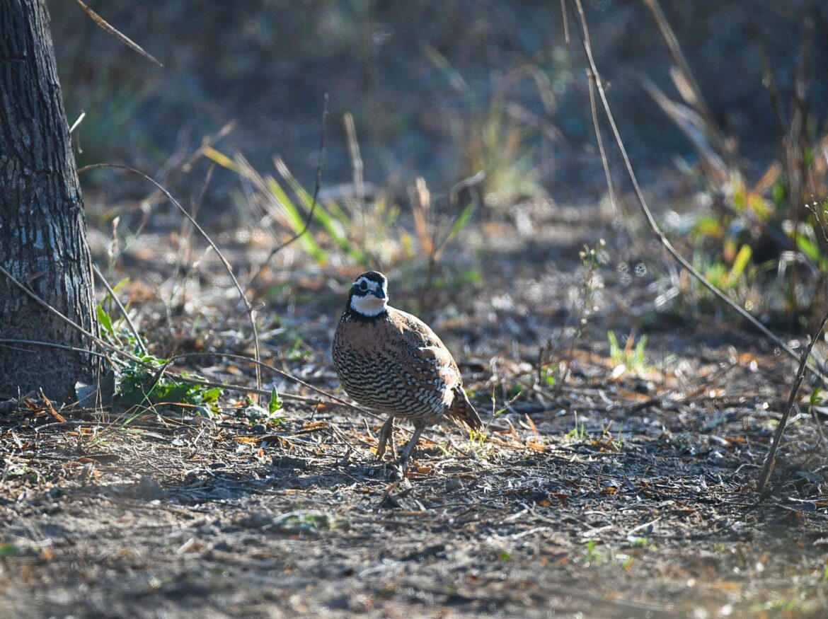 Quail season promising for some Texas Hunting & Fishing Lone Star